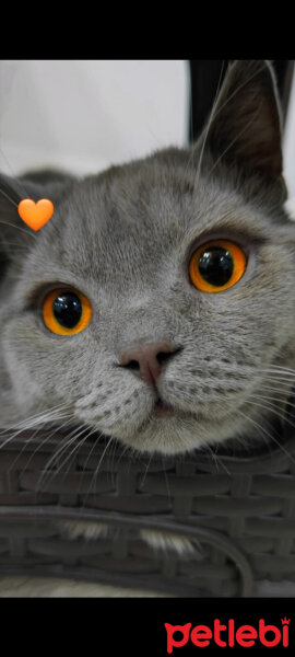 British Shorthair, Kedi  Duman fotoğrafı