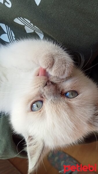 British Shorthair, Kedi  Mira fotoğrafı