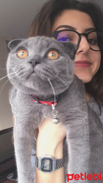 Scottish Fold, Kedi  Çakıl fotoğrafı