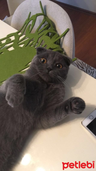 Scottish Fold, Kedi  Çakıl fotoğrafı