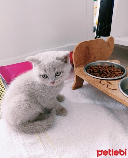 Scottish Fold, Kedi  Duman fotoğrafı