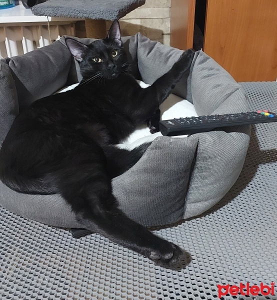 Bombay, Kedi  GÖLGE fotoğrafı