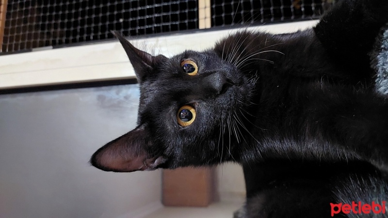 Bombay, Kedi  GÖLGE fotoğrafı