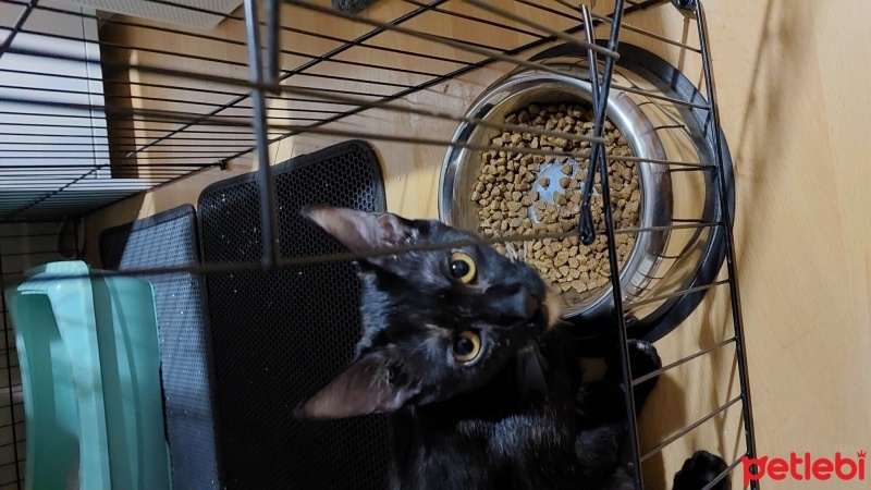 Bombay, Kedi  DUMAN fotoğrafı