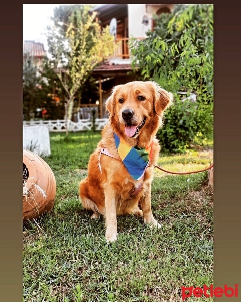 Golden Retriever, Köpek  Maya fotoğrafı