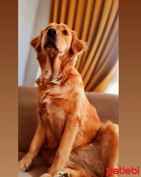 Golden Retriever, Köpek  Maya fotoğrafı