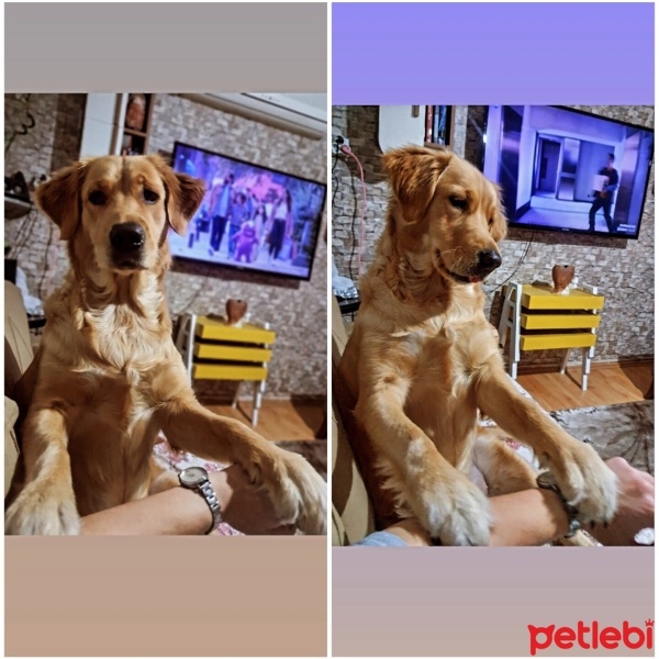 Golden Retriever, Köpek  Maya fotoğrafı