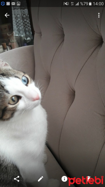 Tekir Kedi, Kedi  Şeker fotoğrafı