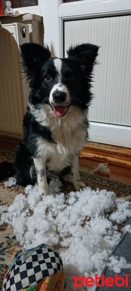 Border Collie, Köpek  Odin fotoğrafı