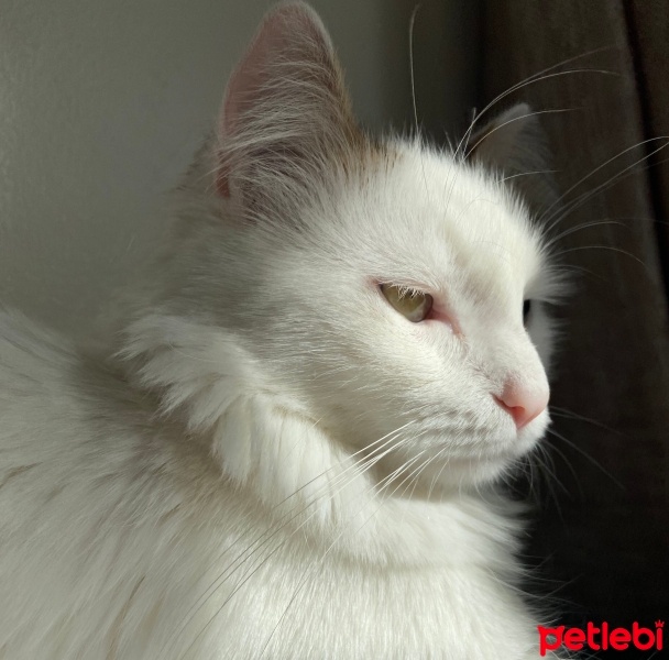 Tekir Kedi, Kedi  şeker fotoğrafı