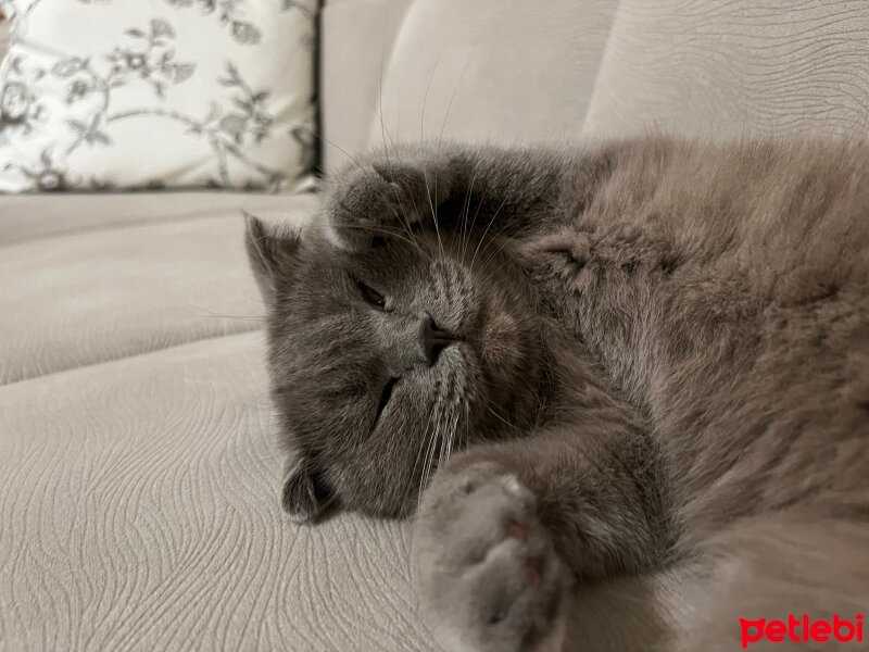 Scottish Fold, Kedi  MIRA fotoğrafı