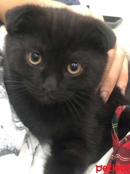 Scottish Fold, Kedi  alex fotoğrafı