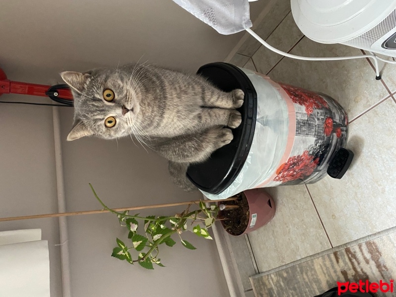 British Shorthair, Kedi  Minnoş fotoğrafı