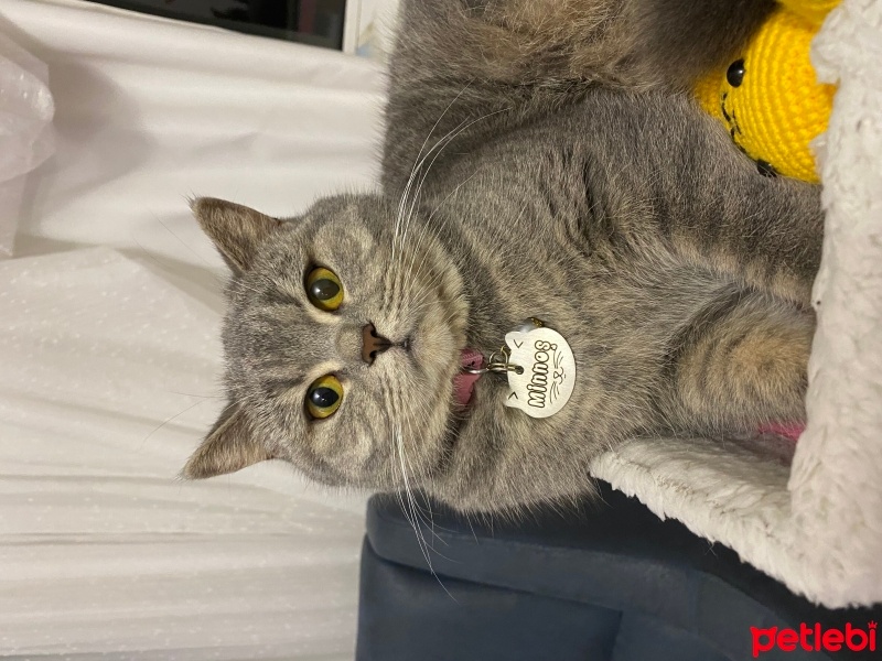 British Shorthair, Kedi  Minnoş fotoğrafı