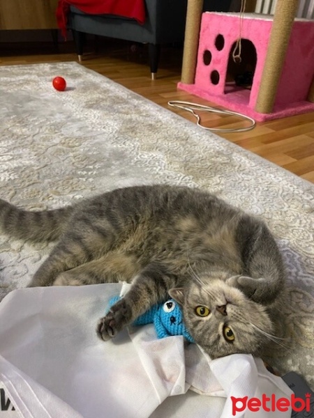 British Shorthair, Kedi  Minnoş fotoğrafı