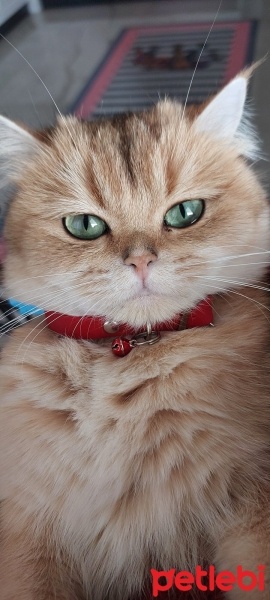 British Shorthair, Kedi  Matilda fotoğrafı