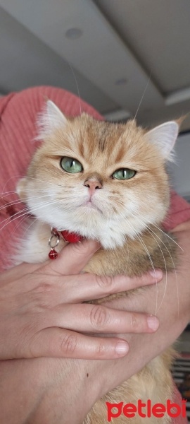 British Shorthair, Kedi  Matilda fotoğrafı