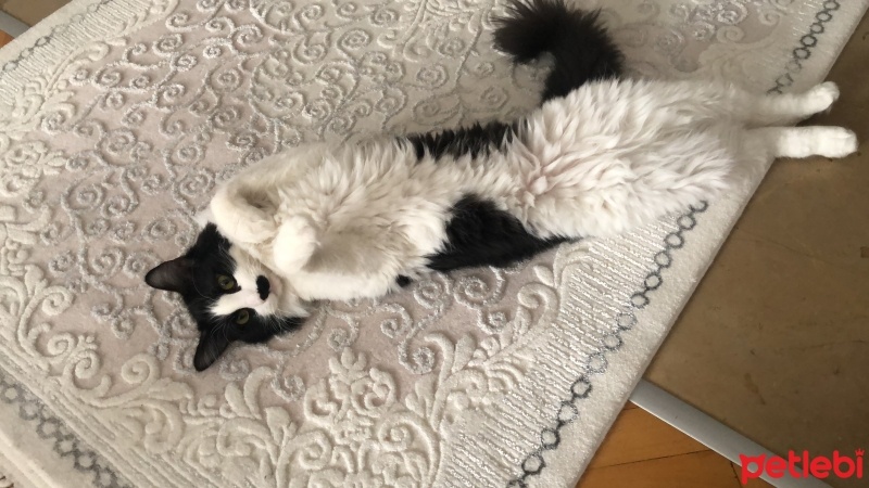 Tekir Kedi, Kedi  Dobby fotoğrafı