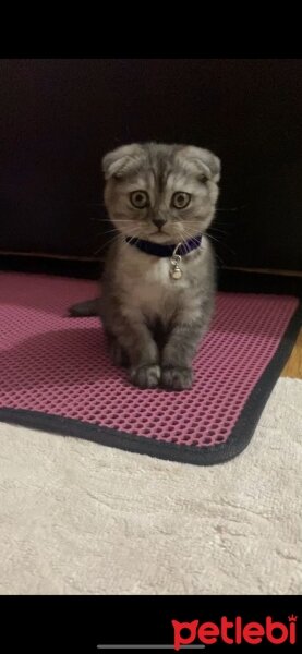 Scottish Fold, Kedi  Mia fotoğrafı