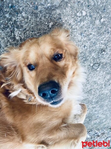 Golden Retriever, Köpek  Lucky fotoğrafı