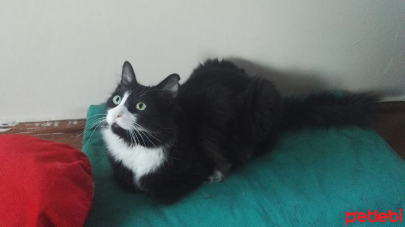Tuxedo (Smokin) Kedi, Kedi  Minnoş fotoğrafı