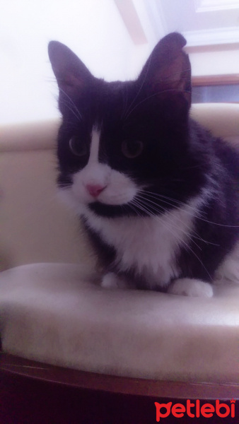 Tuxedo (Smokin) Kedi, Kedi  Minnoş fotoğrafı