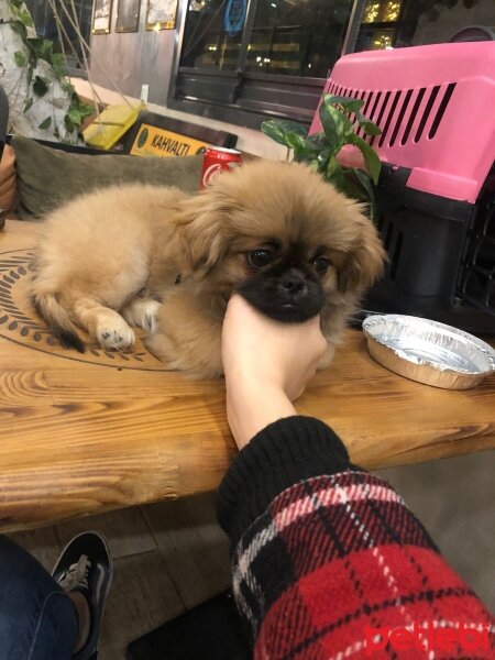 Pekingese, Köpek  Latte fotoğrafı