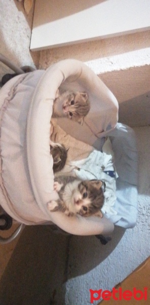 Tekir Kedi, Kedi  Bulut fotoğrafı