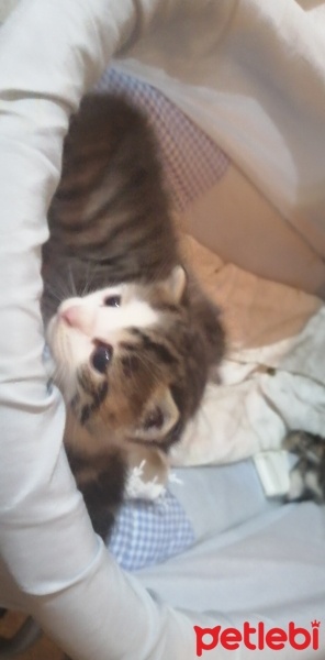 Tekir Kedi, Kedi  Bulut fotoğrafı