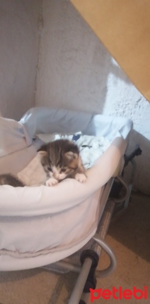 Tekir Kedi, Kedi  Bulut fotoğrafı