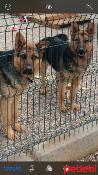 Alman Çoban Köpeği, Köpek  Maya fotoğrafı