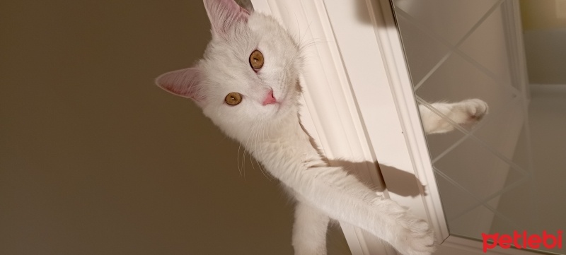 Ankara Kedisi, Kedi  Müezza fotoğrafı
