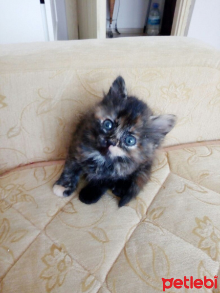 Tekir Kedi, Kedi  prenses fotoğrafı