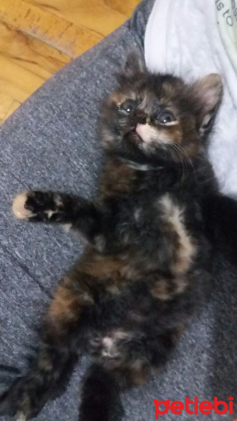 Tekir Kedi, Kedi  prenses fotoğrafı