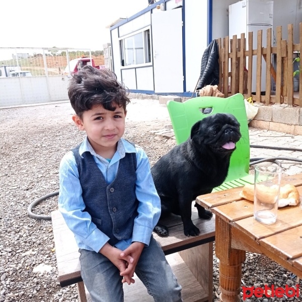 Tekir Kedi, Kedi  Mia fotoğrafı