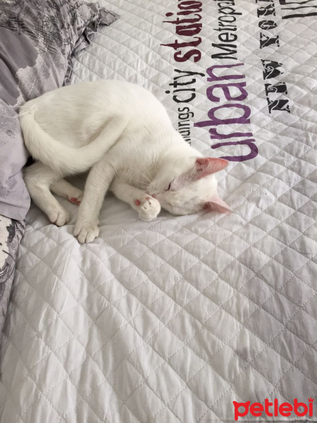Van Kedisi, Kedi  MIA fotoğrafı