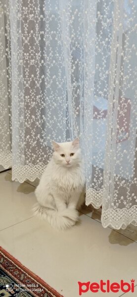 Ankara Kedisi, Kedi  Paytak fotoğrafı