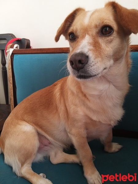 Jack Russell Terrier, Köpek  Vega fotoğrafı