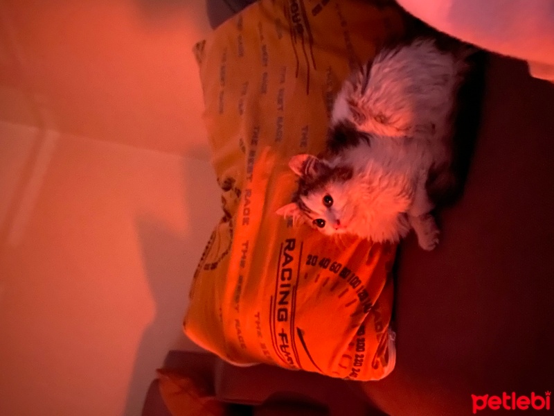 Tekir Kedi, Kedi  Bihter fotoğrafı