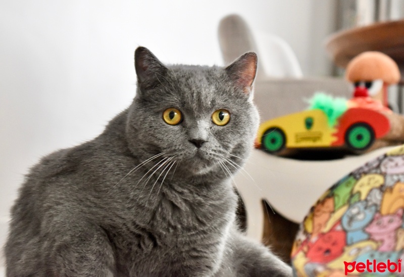 British Shorthair, Kedi  Duman fotoğrafı