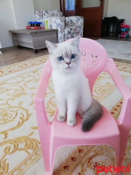 British Shorthair, Kedi  Ponçik fotoğrafı