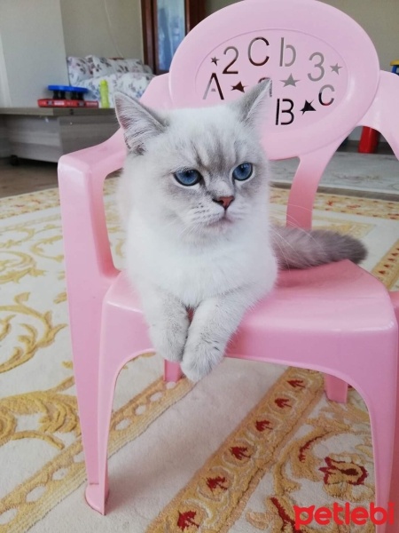 British Shorthair, Kedi  Ponçik fotoğrafı