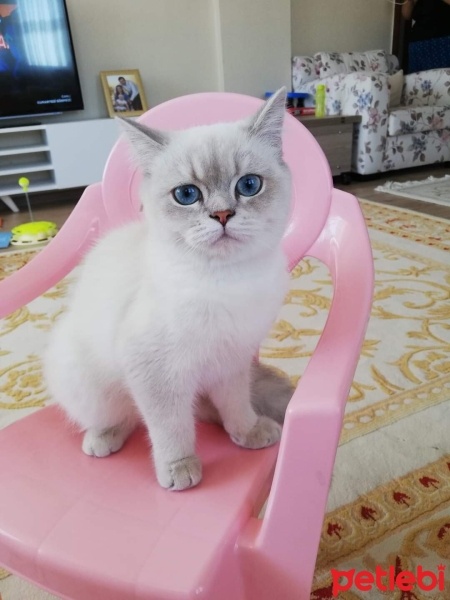 British Shorthair, Kedi  Ponçik fotoğrafı