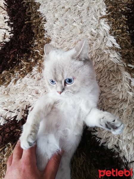 British Shorthair, Kedi  Ponçik fotoğrafı
