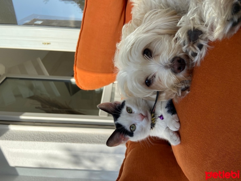 Maltese, Köpek  Shira fotoğrafı