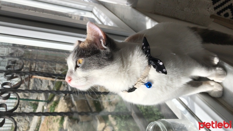 Tekir Kedi, Kedi  Balım fotoğrafı