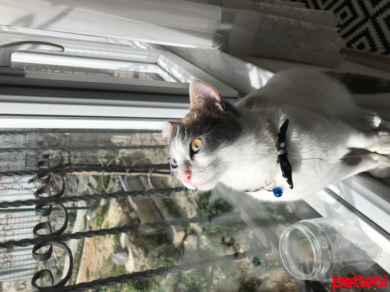 Tekir Kedi, Kedi  Balım fotoğrafı