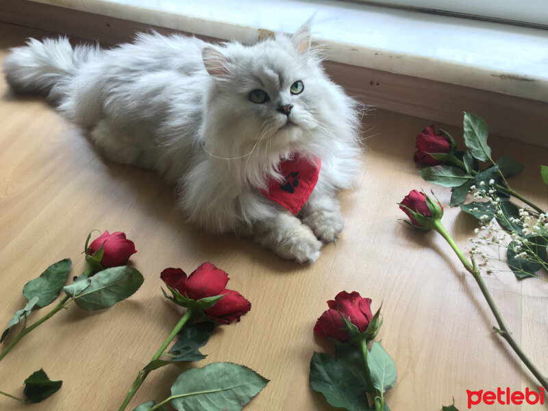 Chinchilla, Kedi  Leo Bilginer fotoğrafı