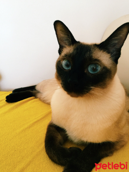 Siyam Kedisi, Kedi  Lady fotoğrafı
