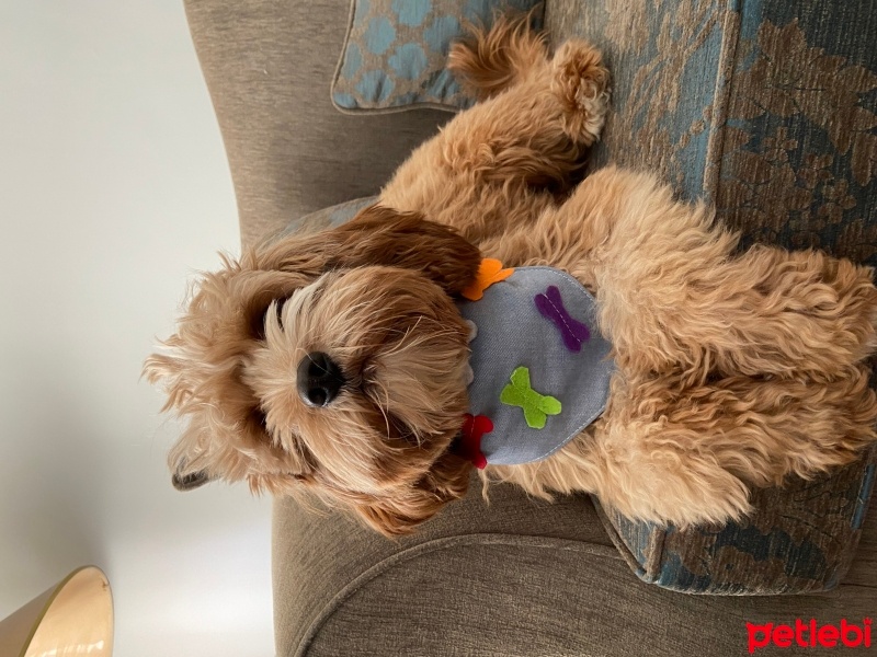 Poodle(Standart Kaniş), Köpek  Sunny fotoğrafı